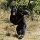 Illustration for article titled Chimpanzees play with sticks as though they're dolls